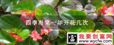 四季海棠一年开花几次