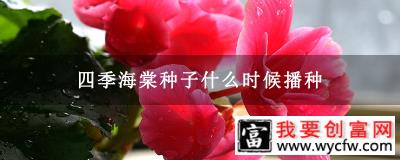 四季海棠种子什么时候播种