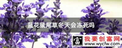 蓝花鼠尾草冬天会冻死吗