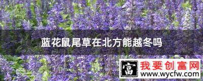 蓝花鼠尾草在北方能越冬吗