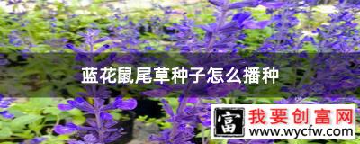 蓝花鼠尾草种子怎么播种