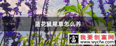 蓝花鼠尾草怎么养