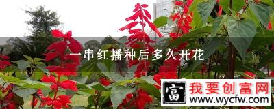 一串红播种后多久开花