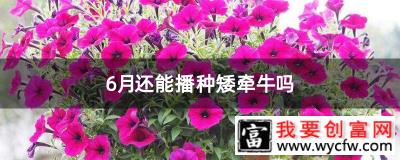 6月还能播种矮牵牛吗