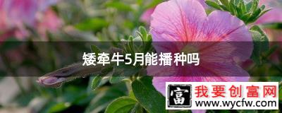 矮牵牛5月能播种吗