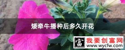 矮牵牛播种后多久开花