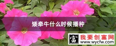 矮牵牛什么时候播种