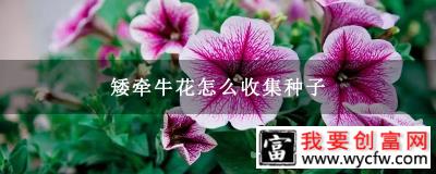 矮牵牛花怎么收集种子