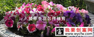 矮牵牛花怎样修剪