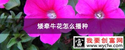 矮牵牛花怎么播种