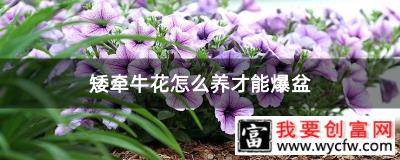 矮牵牛花怎么养才能爆盆