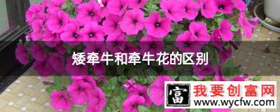 矮牵牛和牵牛花的区别