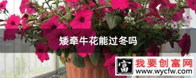 矮牵牛花能过冬吗