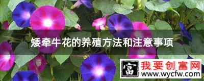 矮牵牛花的养殖方法和注意事项