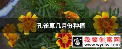 孔雀草几月份种植