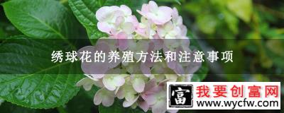 绣球花的养殖方法和注意事项