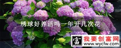 绣球好养活吗一年开几次花