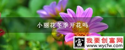 小丽花冬季开花吗