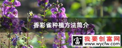 香彩雀种植方法简介