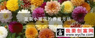 盆栽小丽花的养殖方法