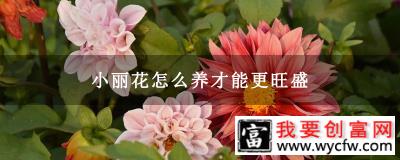 小丽花怎么养才能更旺盛