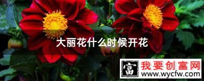 大丽花什么时候开花