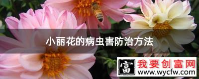 小丽花的病虫害防治方法