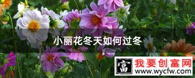 小丽花冬天如何过冬