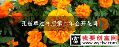 孔雀草过冬后第二年会开花吗