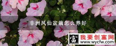 非洲凤仙盆栽怎么养好