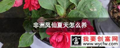 非洲凤仙夏天怎么养