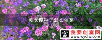 美女樱种子怎么催芽