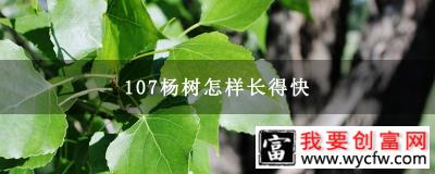 107杨树怎样长得快