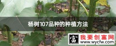 杨树107品种的种植方法