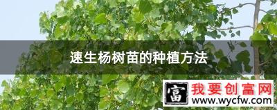 速生杨树苗的种植方法