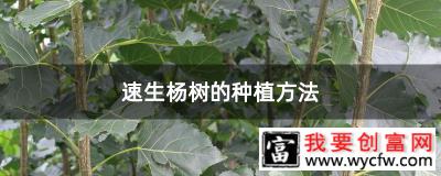 速生杨树的种植方法