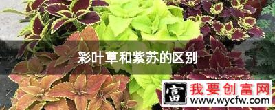 彩叶草和紫苏的区别