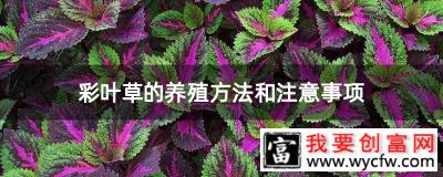 彩叶草的养殖方法和注意事项