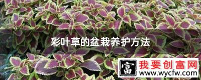 彩叶草的盆栽养护方法