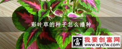 彩叶草的种子怎么播种