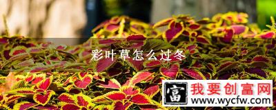 彩叶草怎么过冬