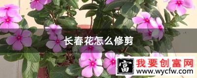 长春花怎么修剪