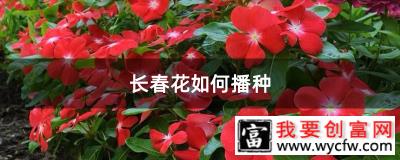 长春花如何播种