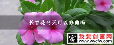 长春花冬天可以修剪吗