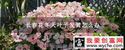 长春花冬天叶子发黄怎么办