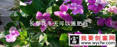 长春花冬天可以施肥吗