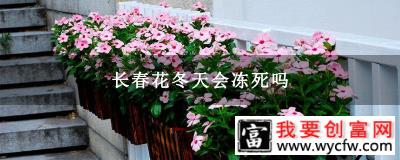 长春花冬天会冻死吗