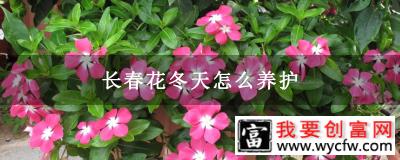 长春花冬天怎么养护