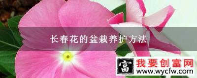 长春花的盆栽养护方法