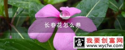 长春花怎么养